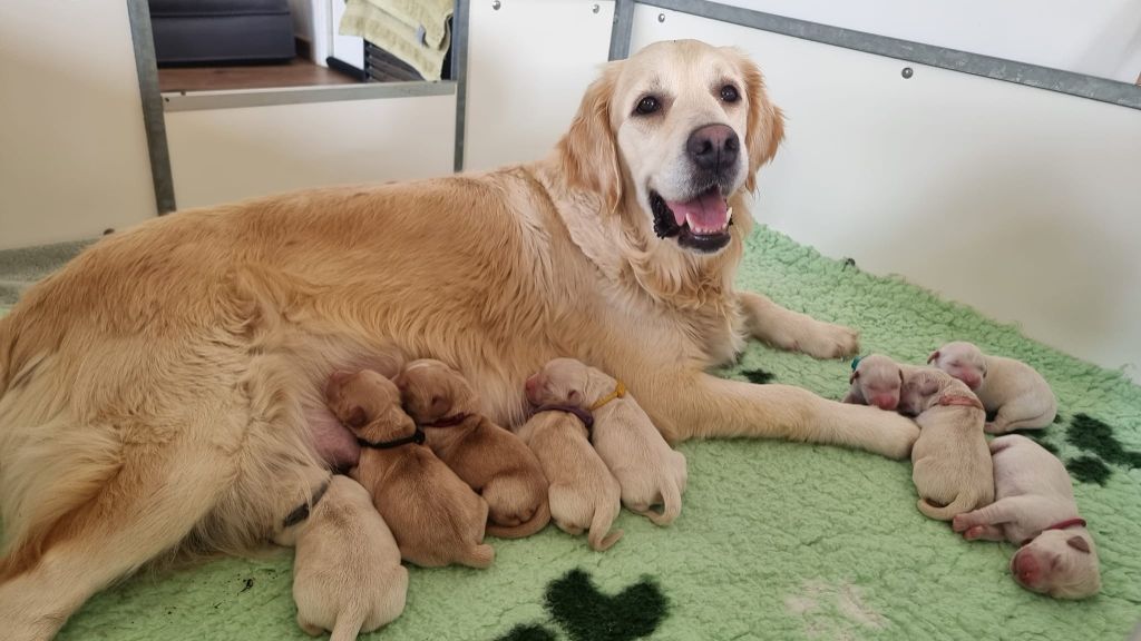 Ar Bann Heol - Chiot disponible  - Golden Retriever