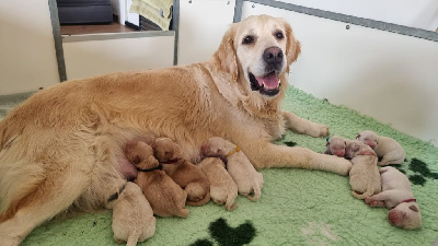 Ar Bann Heol - Golden Retriever - Portée née le 11/11/2024