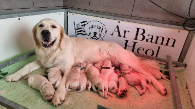 Ar Bann Heol - Golden Retriever - Portée née le 12/06/2024