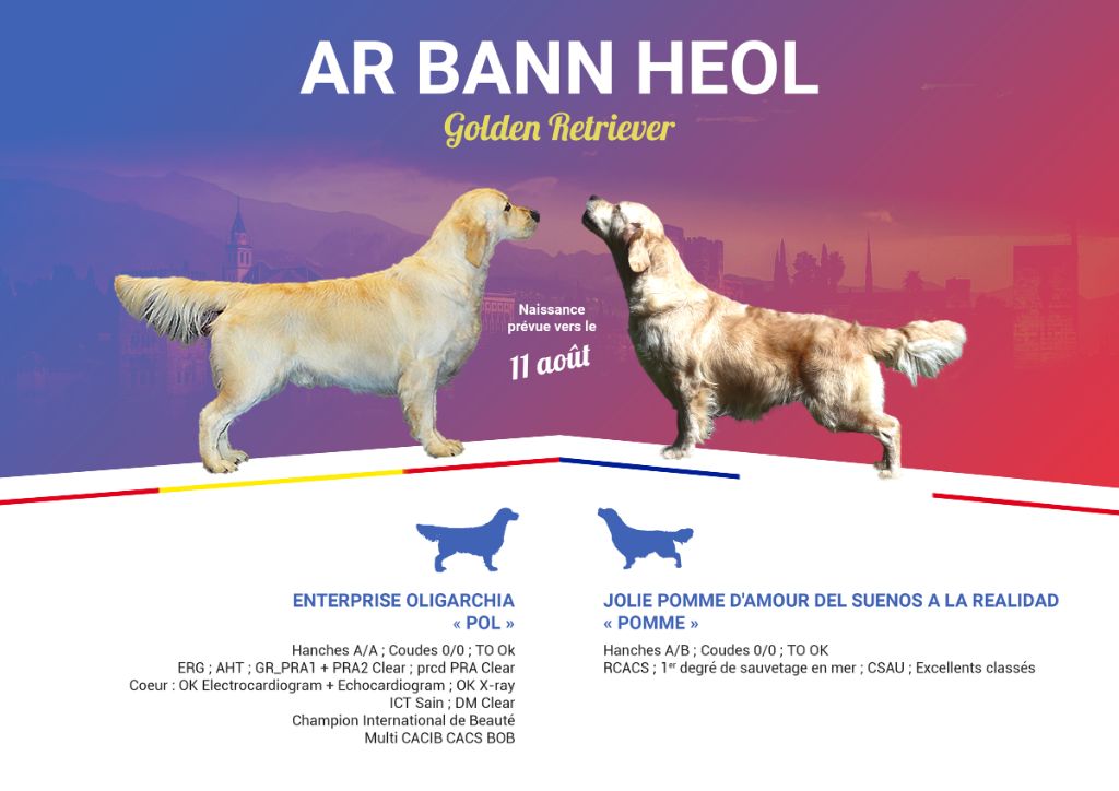 Ar Bann Heol - Golden Retriever - Portée née le 12/08/2018