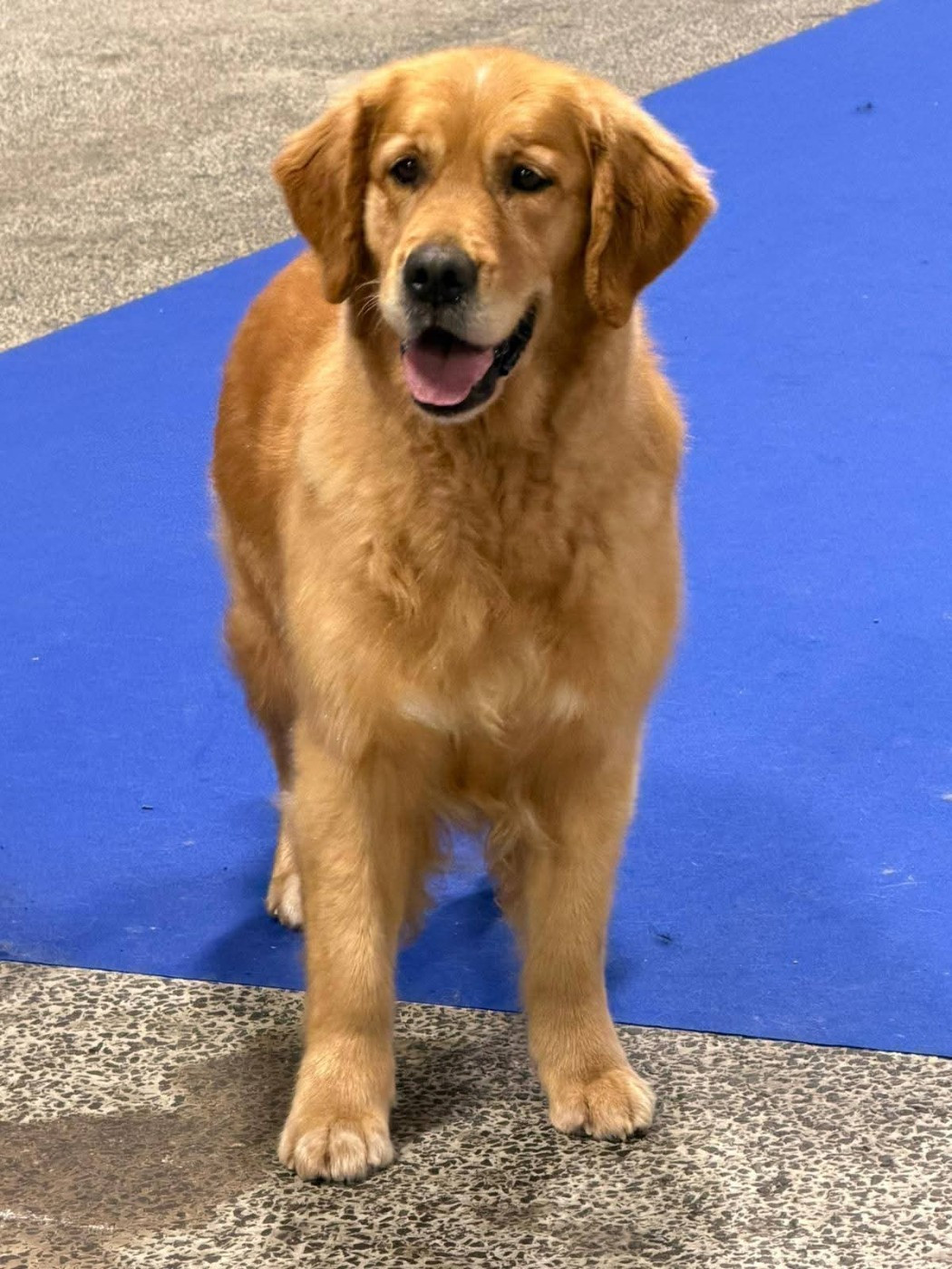 Oh my baby love Ar Bann Heol