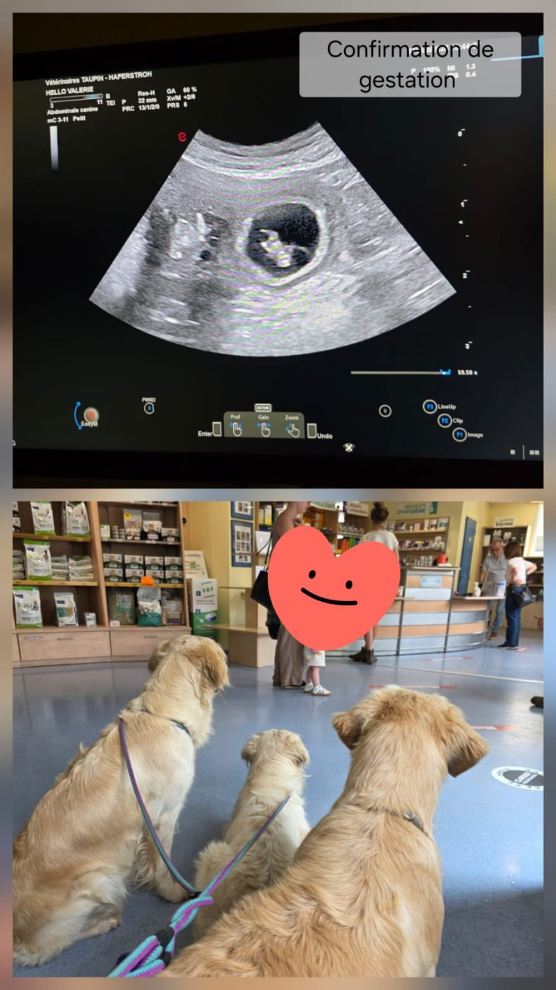 Carnet rose: Lili et Uguette sont confirmées gestantes!