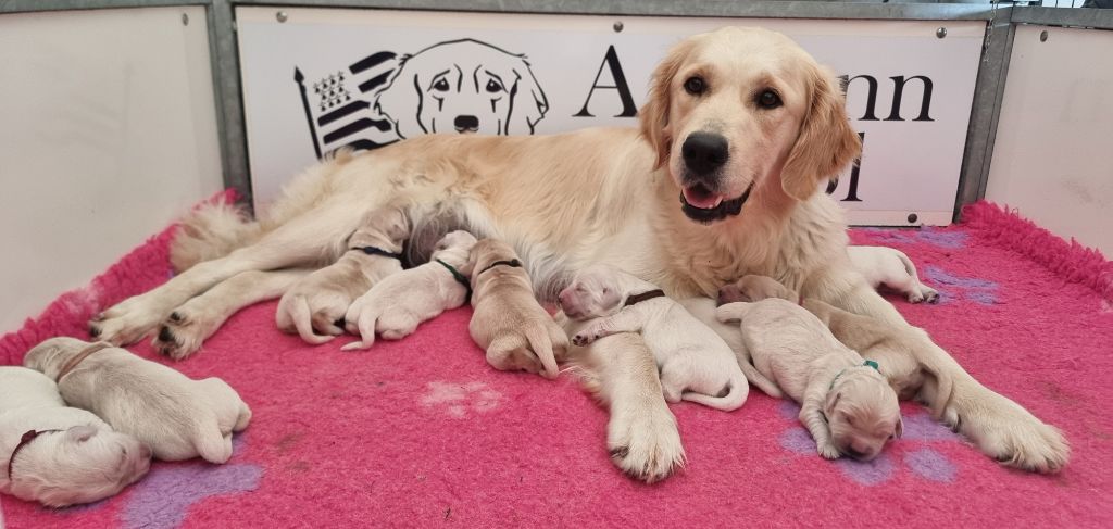 Ar Bann Heol - Les chiots de Uguette sont nés! 