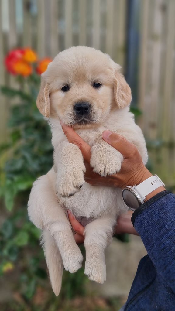 Des chiots sont encore disponibles à la réservation.