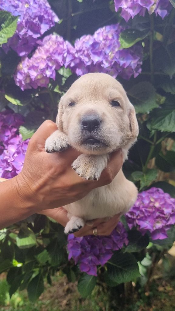 Ar Bann Heol - Chiots disponibles - Golden Retriever