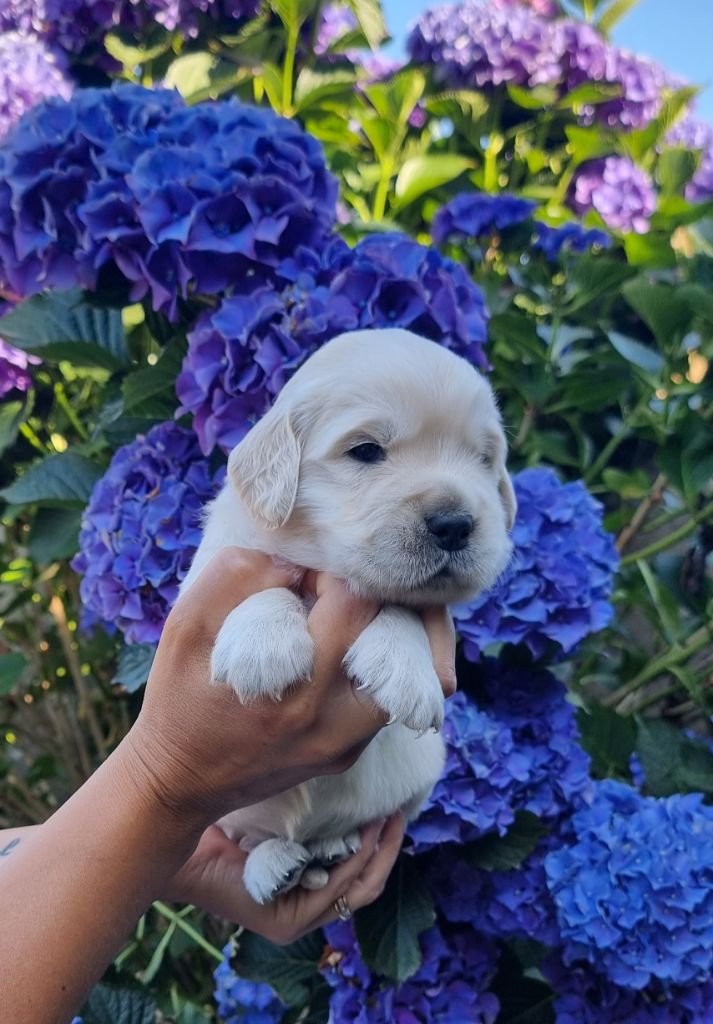 Ar Bann Heol - Chiots disponibles - Golden Retriever
