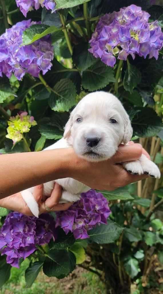 Ar Bann Heol - Chiots disponibles - Golden Retriever
