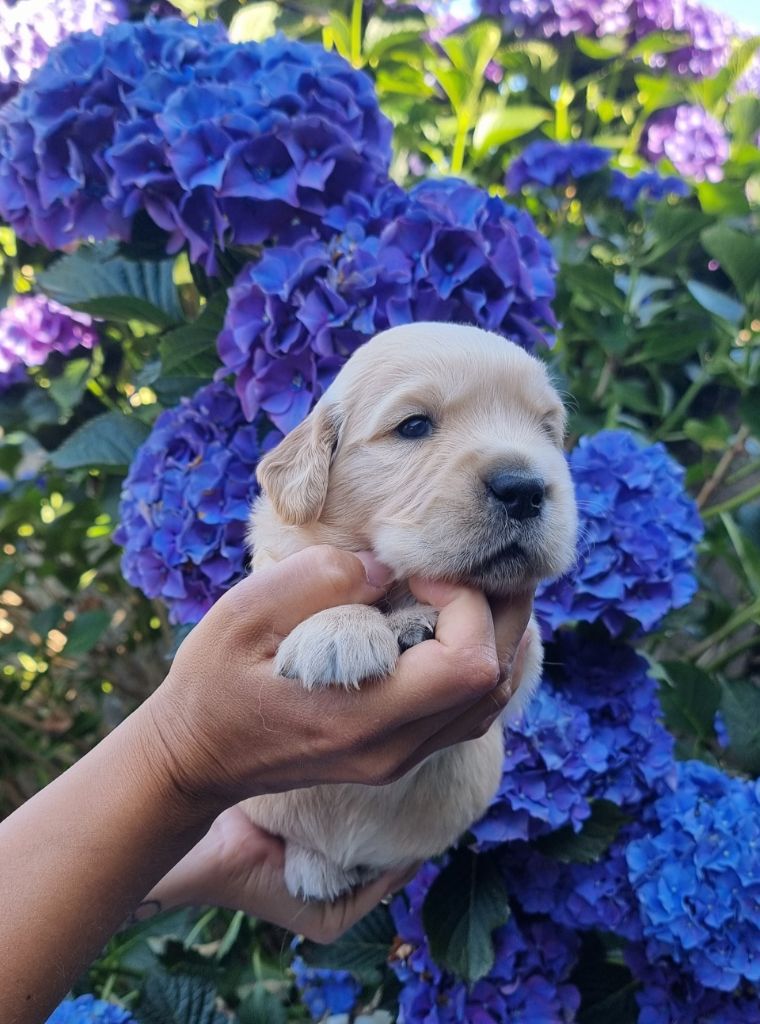 Ar Bann Heol - Chiots disponibles - Golden Retriever