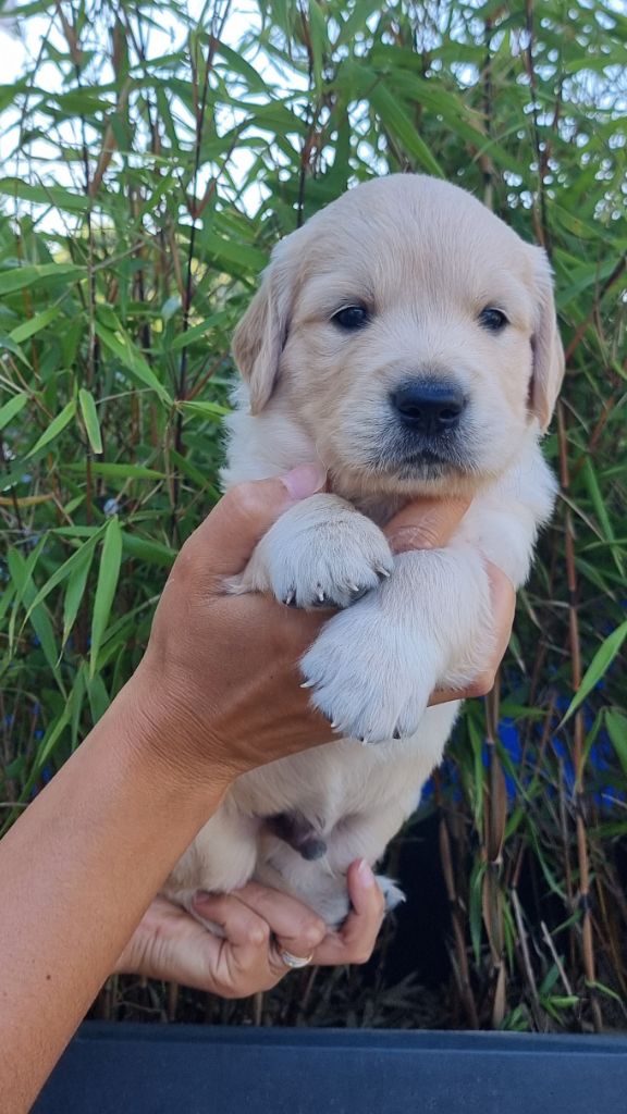Ar Bann Heol - Chiots disponibles - Golden Retriever