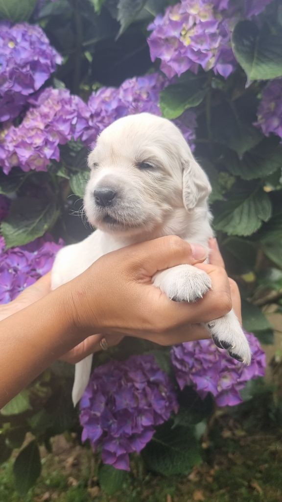 Ar Bann Heol - Chiots disponibles - Golden Retriever