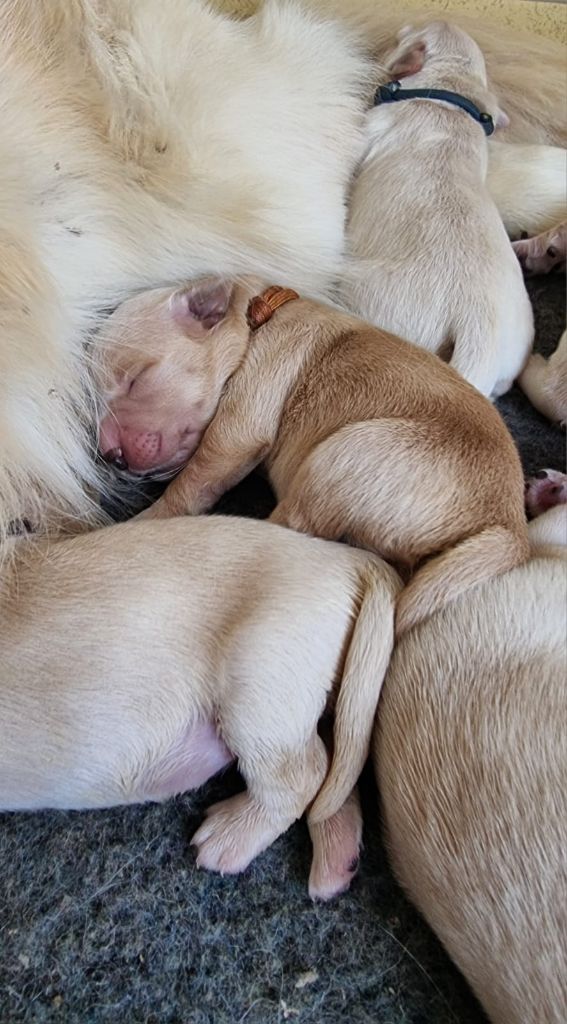 Ar Bann Heol - Chiots disponibles - Golden Retriever