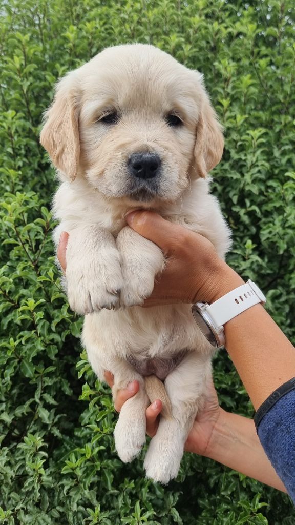 Ar Bann Heol - Chiots disponibles - Golden Retriever