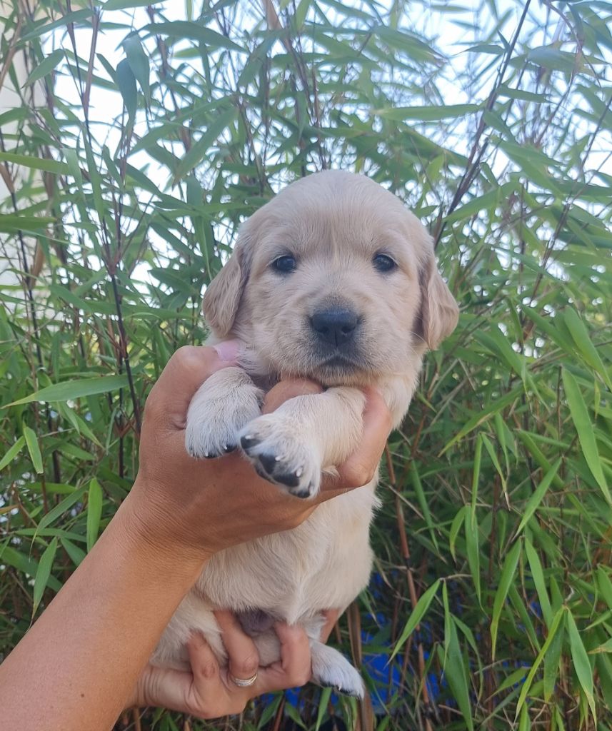 Ar Bann Heol - Chiots disponibles - Golden Retriever