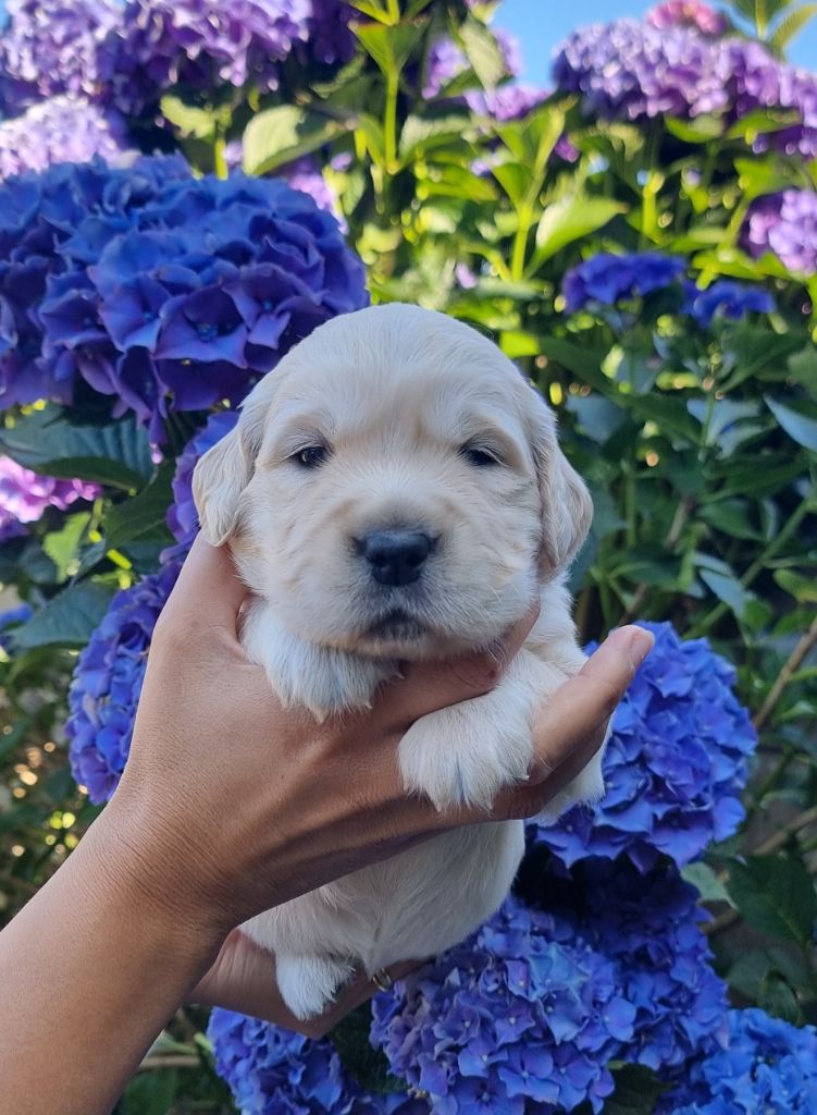 Ar Bann Heol - Chiots disponibles - Golden Retriever