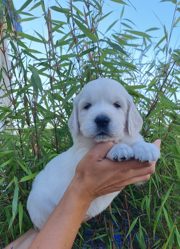 Ar Bann Heol - Chiots disponibles - Golden Retriever