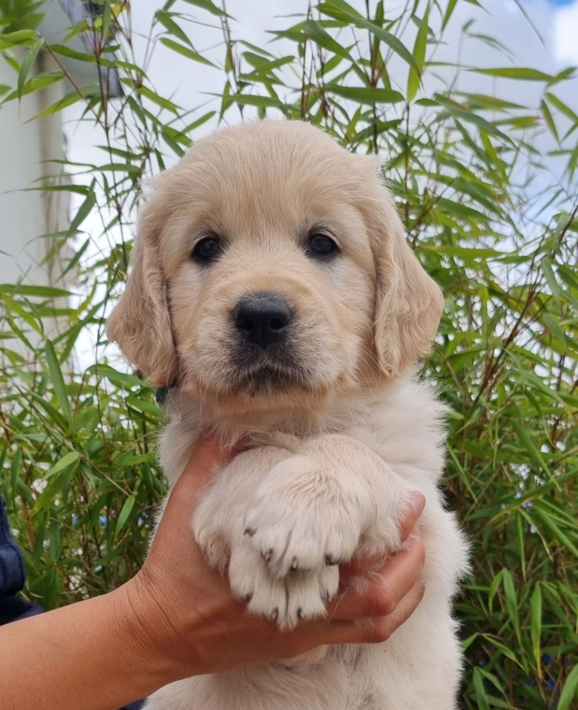 Ar Bann Heol - Chiots disponibles - Golden Retriever