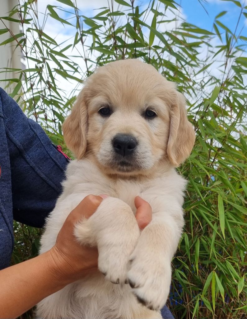 Ar Bann Heol - Chiots disponibles - Golden Retriever