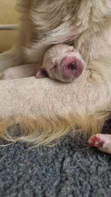 CHIOT