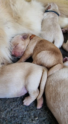 CHIOT