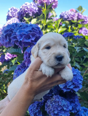 Ava