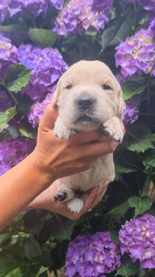 Mr Bleu