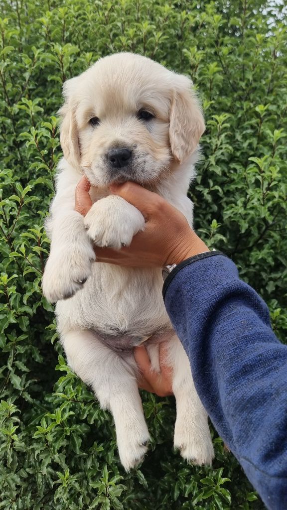 Ar Bann Heol - Chiots disponibles - Golden Retriever