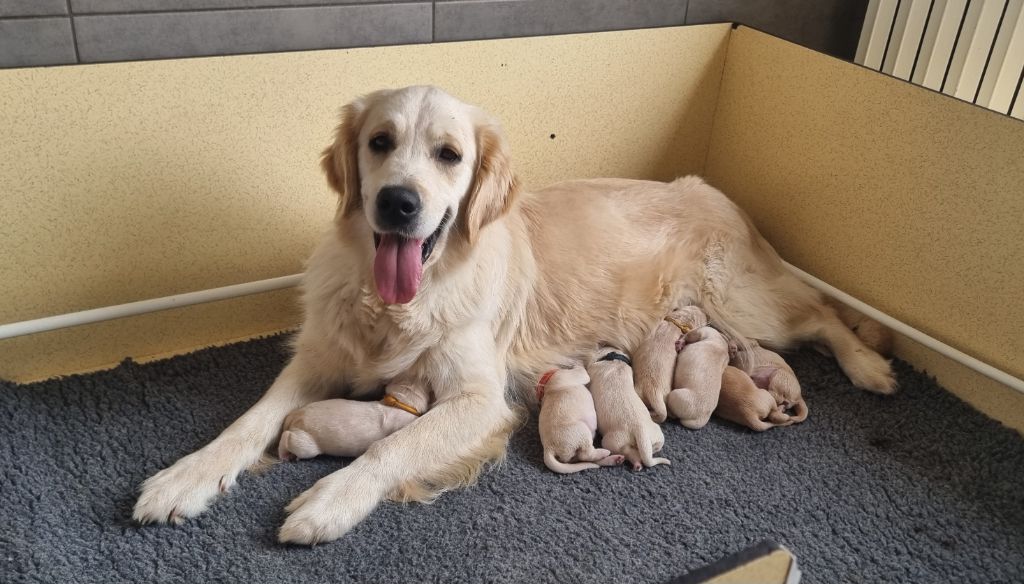 Ar Bann Heol - Golden Retriever - Portée née le 12/06/2025
