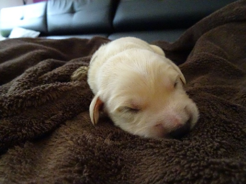 Ar Bann Heol - Golden Retriever - Portée née le 12/12/2015