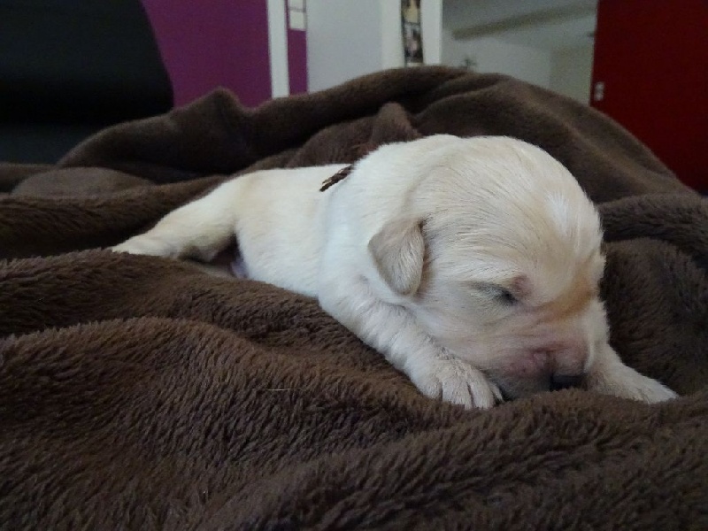 Ar Bann Heol - Golden Retriever - Portée née le 12/12/2015