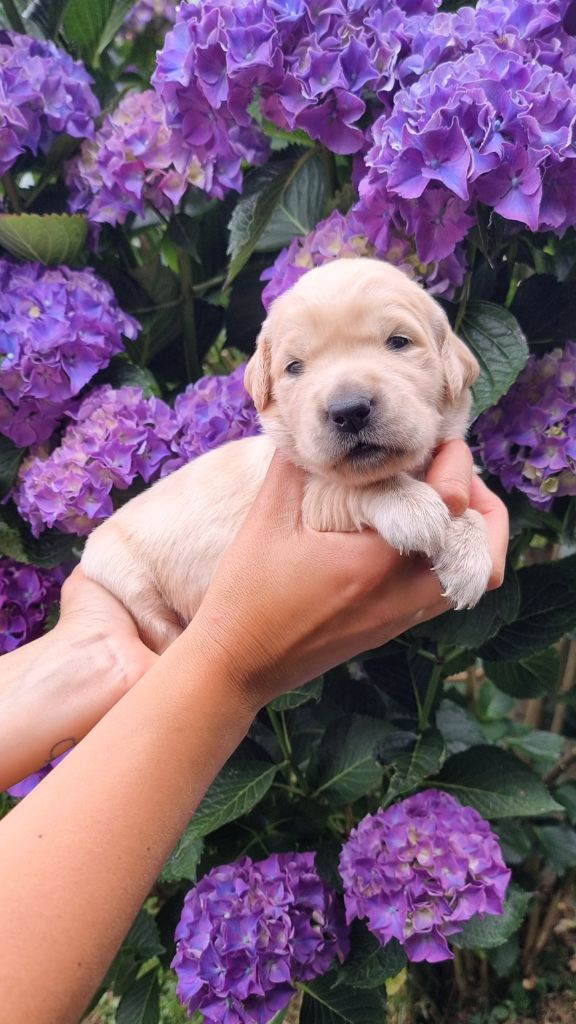 Ar Bann Heol - Chiots disponibles - Golden Retriever